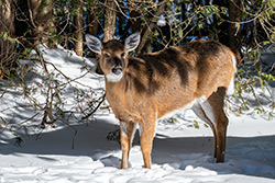 Photo Cerf de Virginie